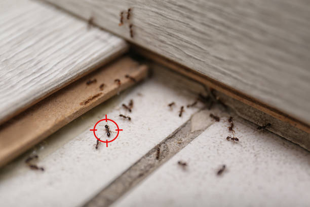 Best Ant Control Services  in Owensville, IN