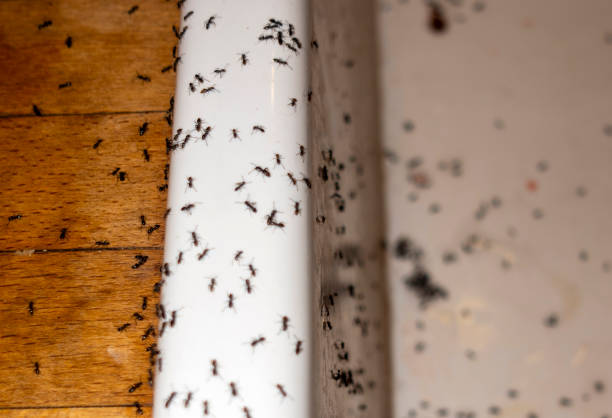 Best Best Pest Control Near Me  in Owensville, IN