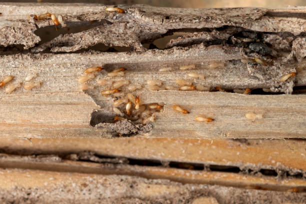 Best Cockroach Control Services  in Owensville, IN